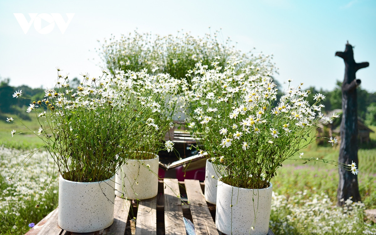 Cúc họa mi hay còn gọi là loài hoa hiệu mùa đông. Những bông cúc nhỏ nhắn, có nhiều cánh trắng ngần, mang vẻ đẹp mong manh, dịu dàng, thuần khiết mà bình dị. Từ một loài hoa dại, không biết từ khi nào, sắc trắng tinh khôi kiêu hãnh của cúc hoạ mi đã trở thành hình ảnh thân thương của người Hà Nội.