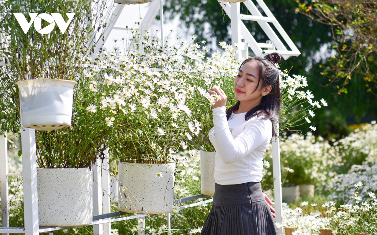 Mùa cúc họa mi chỉ nở một mùa duy nhất trong năm, thời gian kéo dài khoảng 2 - 3 tuần. Do đó, nhiều người tranh thủ đã thời gian để lưu lại vẻ đẹp của loài hoa được coi là "đặc sản" của mùa thu Hà Nội.