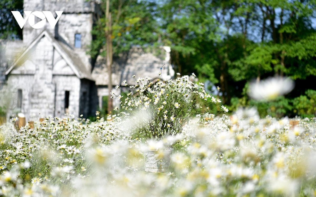 Theo các chủ vườn, cúc họa mi bắt đầu vào mùa, hoa sẽ nở rộ và đẹp nhất trong vòng 3 tuần tới.