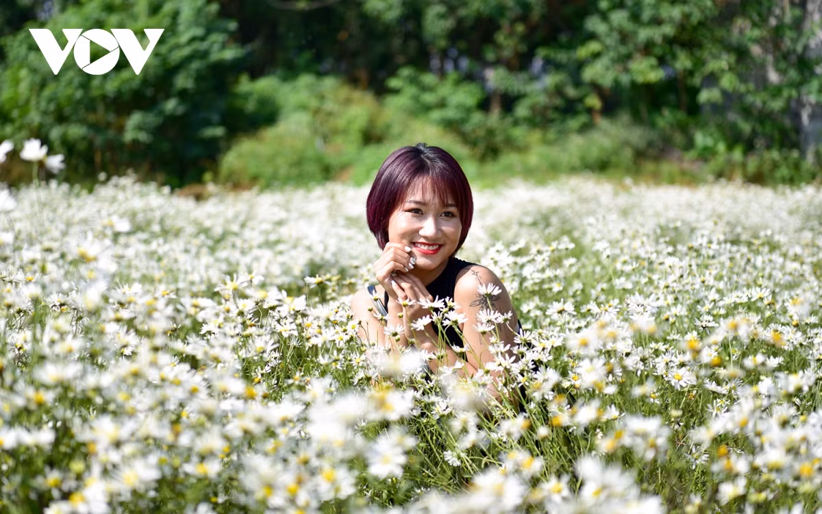 Mùa cúc họa mi chỉ nở một mùa duy nhất trong năm, thời gian kéo dài chỉ khoảng 2 - 3 tuần. Do đó, nhiều người tranh thủ đã thời gian để lưu lại vẻ đẹp của loài hoa được coi là "đặc sản" của mùa thu Hà Nội.