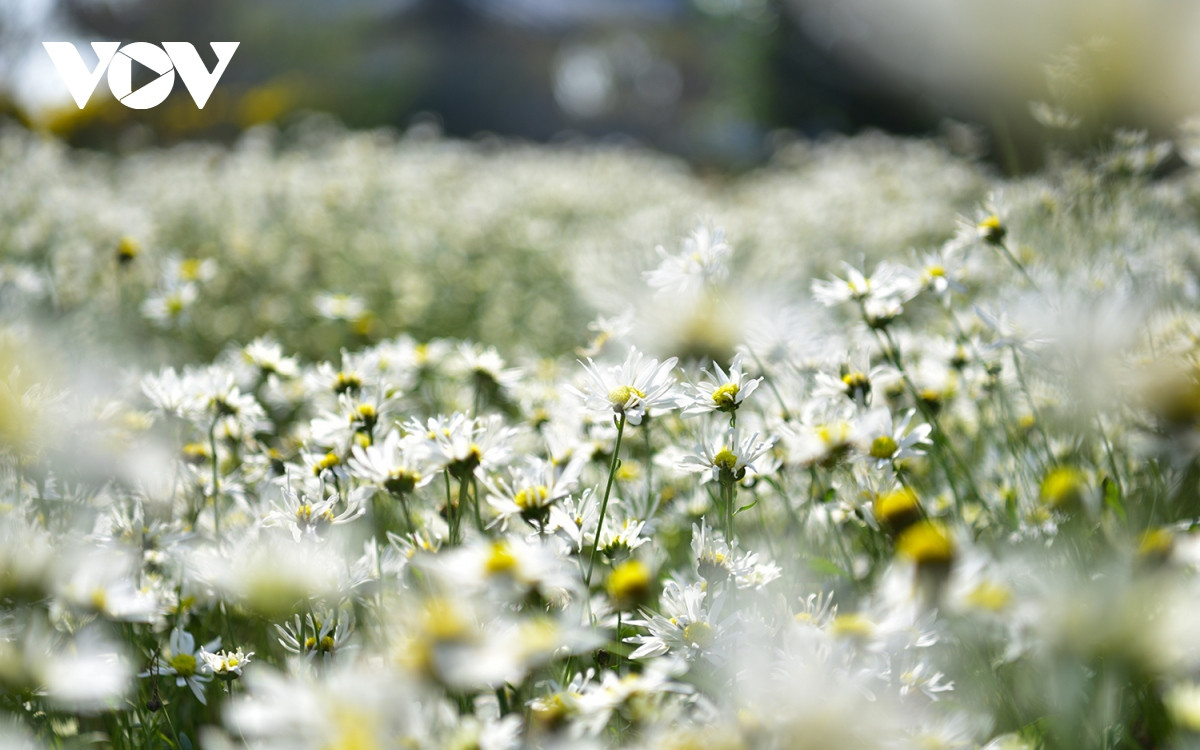 Mỗi loài hoa đặc trưng đều có một vẻ đẹp riêng, là mảnh ghép không thể thiếu trong bức tranh chung về Hà Nội. Thế nhưng với nhiều người, hoa cúc họa mi vẫn là nét chấm phá vô cùng đặc biệt, làm nên một Hà Nội rất đỗi bình dị, thân thương.