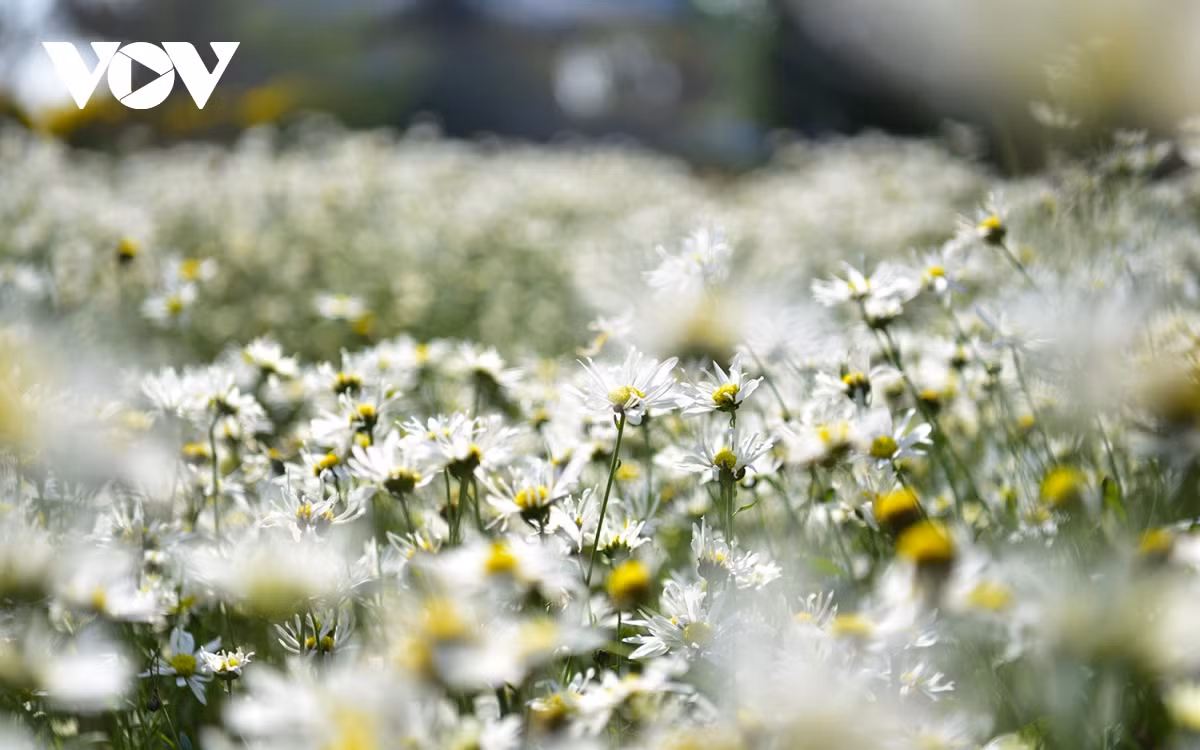 Mỗi loài hoa đặc trưng đều có một vẻ đẹp riêng, là mảnh ghép không thể thiếu trong bức tranh chung về Hà Nội. Thế nhưng với nhiều người, hoa cúc họa mi vẫn là nét chấm phá vô cùng đặc biệt, làm nên một Hà Nội rất đỗi bình dị, thân thương.