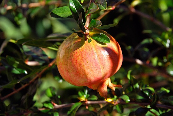 Loai qua vang cua mua thu “don sach” mach mau, ngua dot quy-Hinh-2