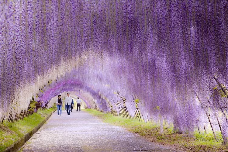 Không ở đâu hoa wisteria (hoa tử đằng) lại đẹp và tươi tắn như ở công viên Ashikaga, Nhật Bản. Những bông hoa wisteria mềm mại như những áng mây và thảm hoa trải dài miên man đến ngút ngàn khiến cho người xem có cảm giác như đang lạc vào chốn bồng lai tiên cảnh. 