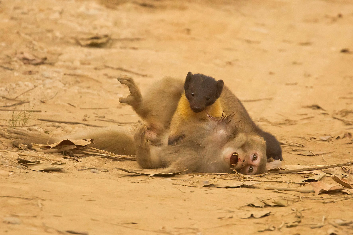 Vi sao loai chon co the san duoc lon rung nang 250kg?-Hinh-3