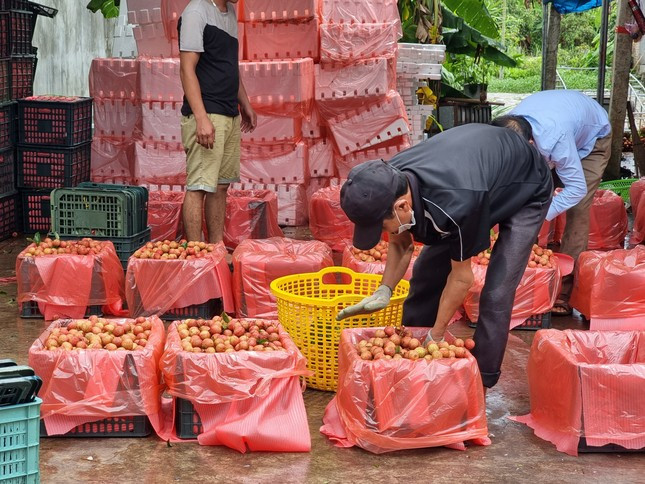 Mua vai thieu nam nay lo that thu hang nghin ty