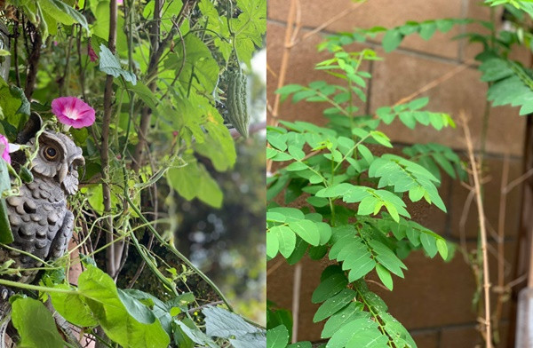 "Ở California, khí hậu ấm áp thích hợp cho việc trồng trọt. Hầu như người Việt tại đây đều trồng giống rau củ Việt Nam để mang hương vị quê nhà đến với bữa cơm gia đình", Phương Thảo chia sẻ.