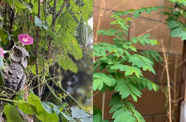 "Ở California, khí hậu ấm áp thích hợp cho việc trồng trọt. Hầu như người Việt tại đây đều trồng giống rau củ Việt Nam để mang hương vị quê nhà đến với bữa cơm gia đình", Phương Thảo chia sẻ.