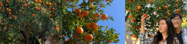 Khu vườn rộng rãi của cặp đôi nghệ sĩ. 