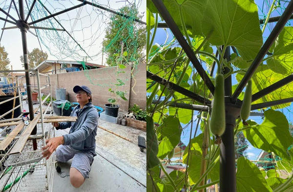  Phí thuê người làm vườn ở Mỹ khá cao, vợ chồng Phương Thảo quyết định tự tay vun trồng và chăm sóc khu vườn. Đây cũng là niềm vui của họ khi dành nhiều thời gian để uốn từng cành cây, ngắm nhìn những mầm non nhú xanh và hân hoan khi thu hoạch.