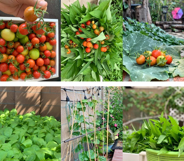 Thành quả từ việc trồng và chăm sóc cây trái của gia đình Phương Thảo và Ngọc Lễ. 