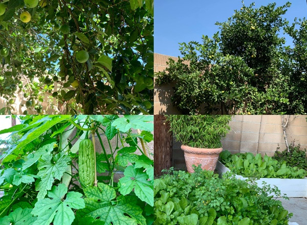  Khu vườn rộng rãi phía sau là điểm nhấn đặc biệt của gia đình với đủ loại cây trái trĩu quả và hoa thơm khoe sắc. Phương Thảo chia sẻ, khi dọn về đây sinh sống, vườn đã có sẵn nhiều cây ăn quả.