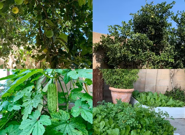  Khu vườn rộng rãi phía sau là điểm nhấn đặc biệt của gia đình với đủ loại cây trái trĩu quả và hoa thơm khoe sắc. Phương Thảo chia sẻ, khi dọn về đây sinh sống, vườn đã có sẵn nhiều cây ăn quả.