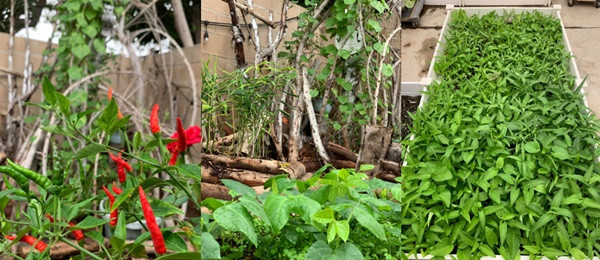 Được hai vợ chồng chăm sóc, khu vườn ngày càng rực rỡ với đủ loại rau xanh mơn mởn, mồng tơi leo giàn, cà chua sai quả... Những bông hoa tươi khoe sắc thắm khiến khung cảnh thêm sinh động.