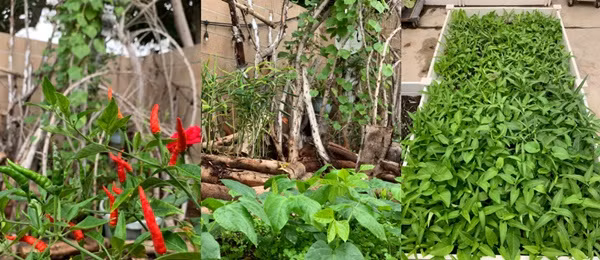 Được hai vợ chồng chăm sóc, khu vườn ngày càng rực rỡ với đủ loại rau xanh mơn mởn, mồng tơi leo giàn, cà chua sai quả... Những bông hoa tươi khoe sắc thắm khiến khung cảnh thêm sinh động.