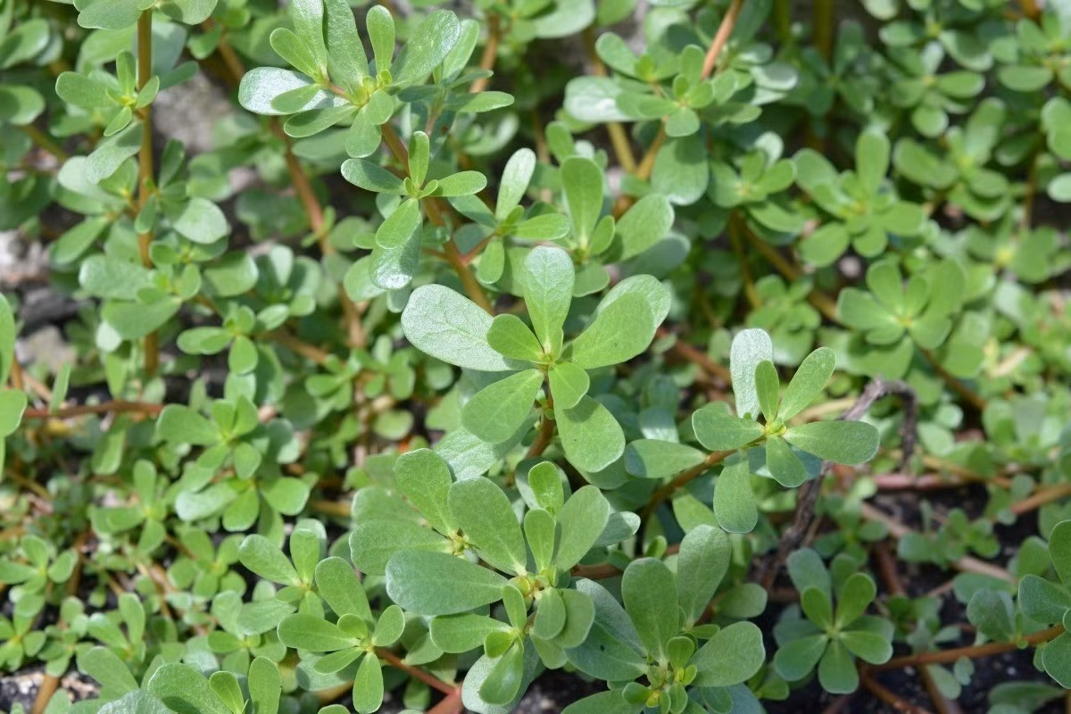 Loai cay moc day vuon khong ai ngo, the gioi xem nhu “than duoc“