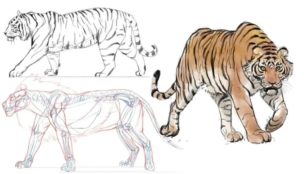 Dieu gi se xay ra neu mot con ho nhin thay con meo?-Hinh-2