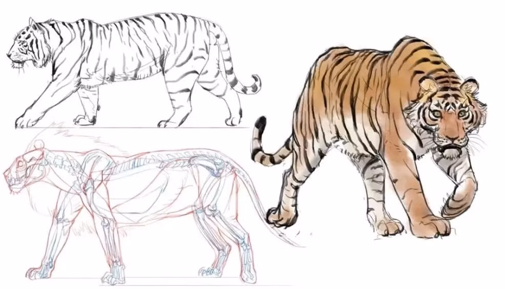 Dieu gi se xay ra neu mot con ho nhin thay con meo?-Hinh-2