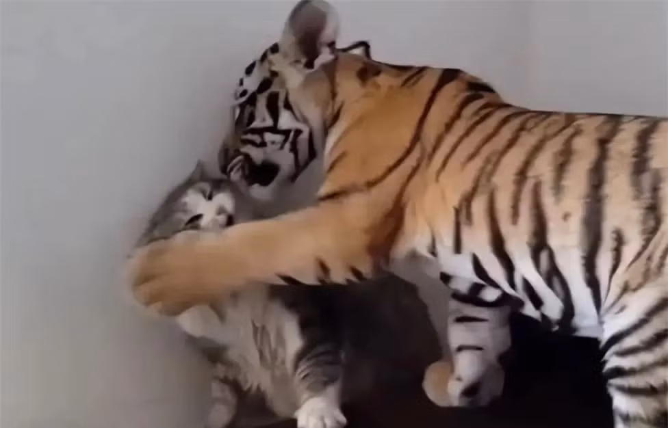 Dieu gi se xay ra neu mot con ho nhin thay con meo?