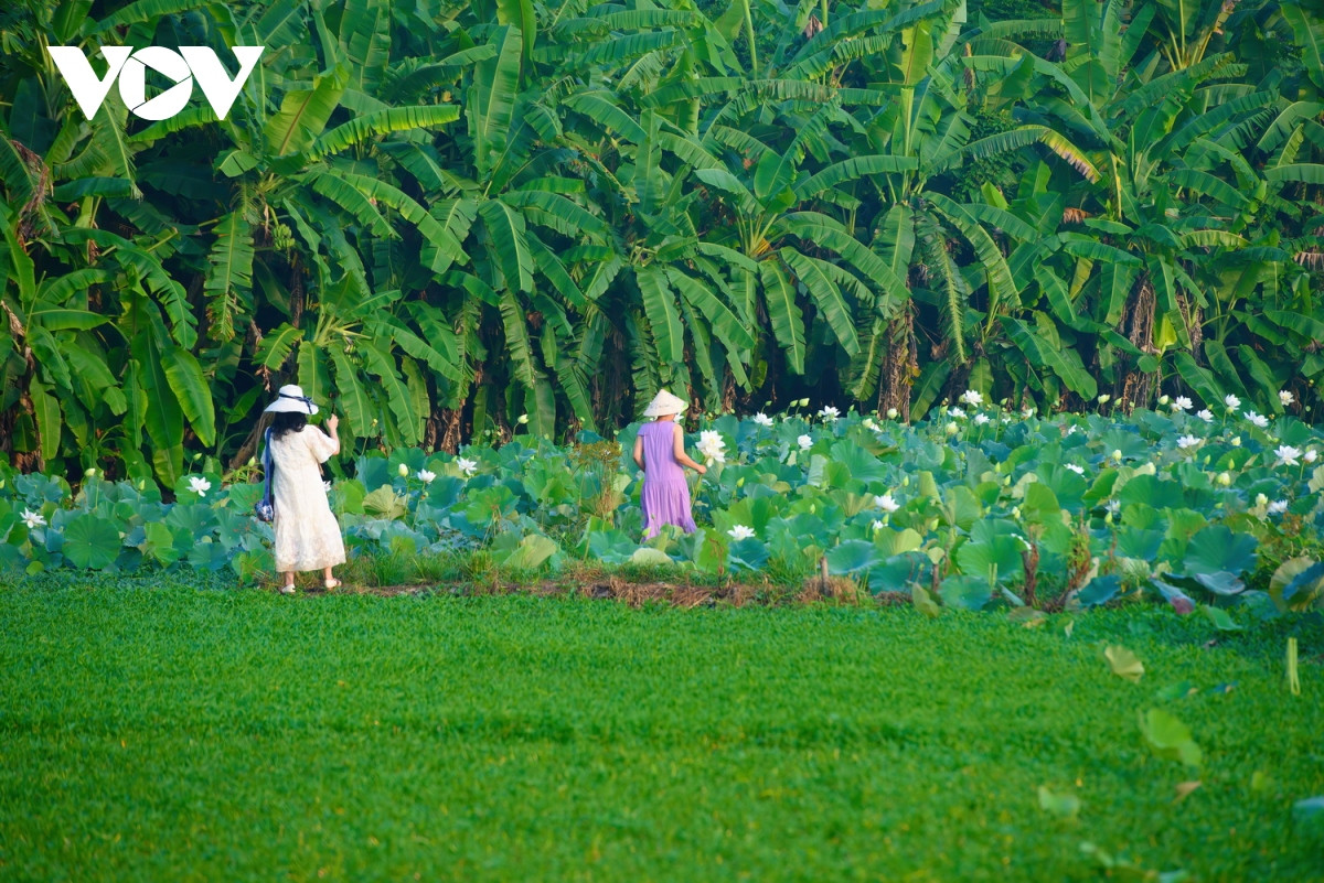 Hồ sen hoà quyện với màu xanh của vườn chuối tạo nên một phong cảnh yên bình làm vấn vương và say đắm lòng người khi đặt chân đến nơi này.
