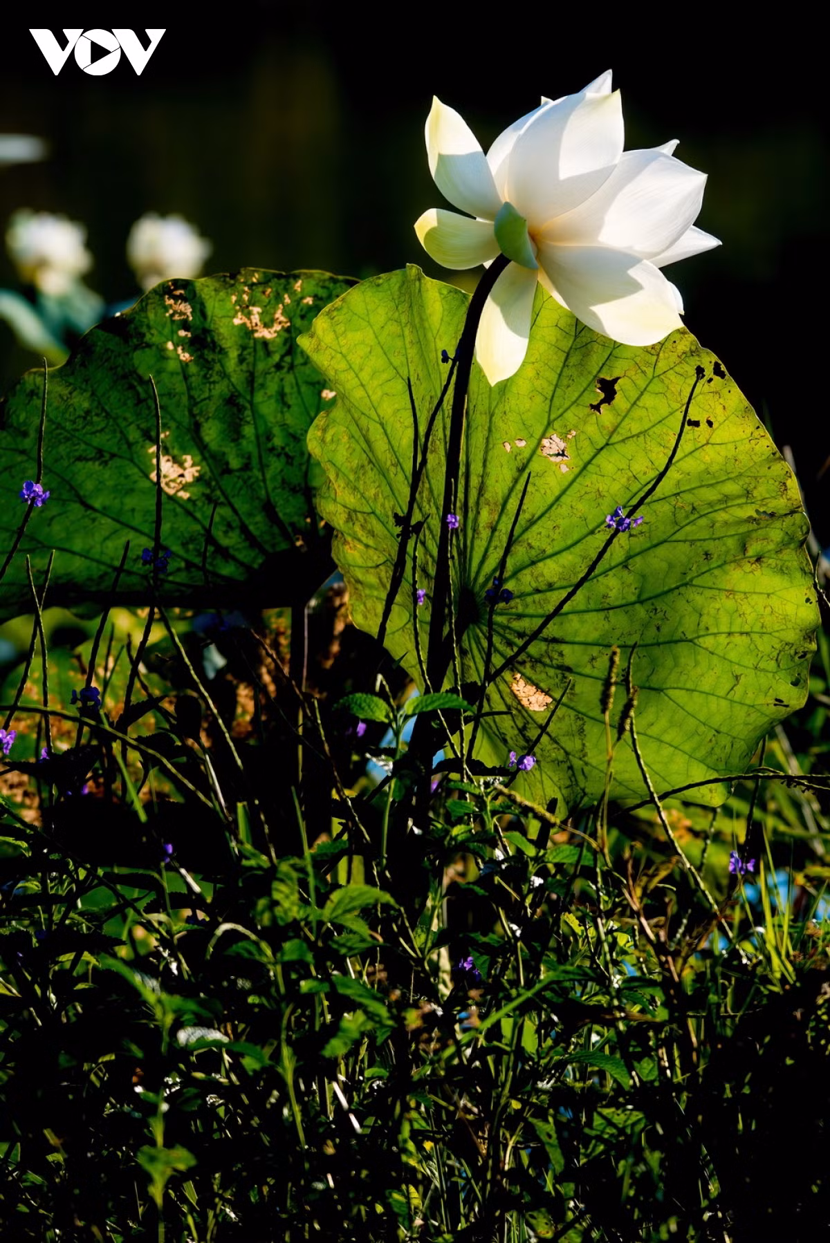 Sở hữu nét đẹp thuần khiết, thanh lịch nên hoa sen trắng được mệnh danh là một trong những loài hoa có vẻ đẹp thanh cao nhất.