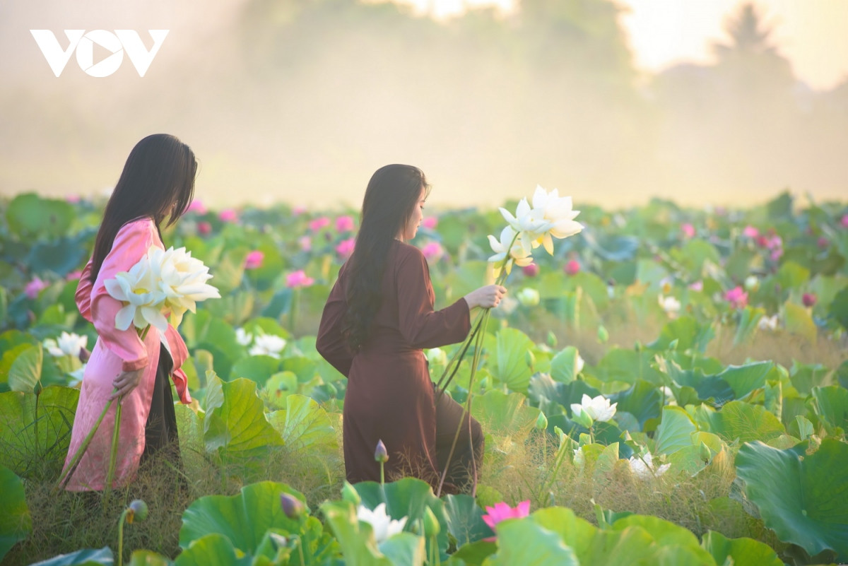 Khi bình minh vừa lên là thời điểm hoa sen nở bung hoà quyện vào màn sương sớm tạo nên khung cảnh huyền ảo.