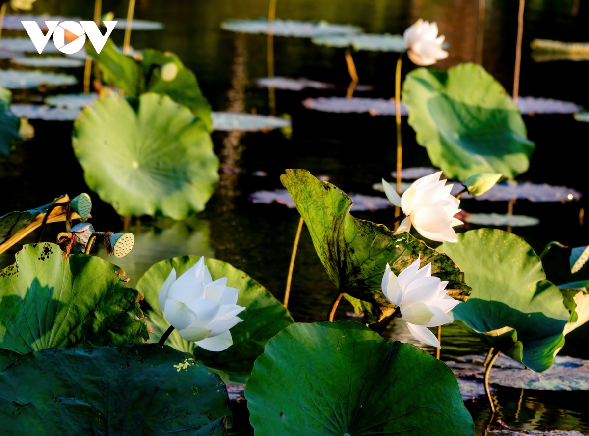 Hương sen Huế neo giữ, gửi lại một chút tình cho mỗi bước chân xa quê và du khách khi đến với cố đô.