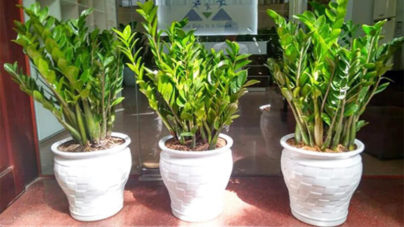  Ngoại hình đẹp: Cây cảnh kim tiền còn gọi là cây rồng phượng. Lá nó mọc ra luôn có một dài một ngắn, khác với lá của nhiều loại cây. Ngoài ra, lá của nó có kết cấu như da và tỏa sáng dưới ánh sáng mặt trời, khiến chúng trông đặc biệt tinh tế và lộng lẫy.