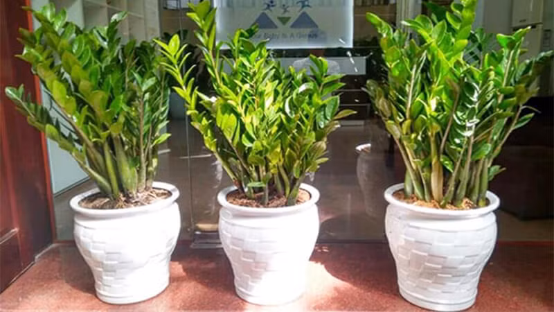  Ngoại hình đẹp: Cây cảnh kim tiền còn gọi là cây rồng phượng. Lá nó mọc ra luôn có một dài một ngắn, khác với lá của nhiều loại cây. Ngoài ra, lá của nó có kết cấu như da và tỏa sáng dưới ánh sáng mặt trời, khiến chúng trông đặc biệt tinh tế và lộng lẫy.