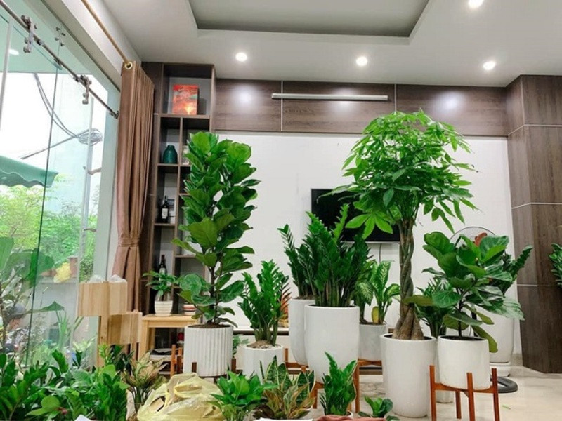 Có 1 số cây "giữ nhà", không chỉ có tác dụng thanh lọc không khí một cách mạnh mẽ mà trong phong thủy còn mang lại sự giàu có, may mắn cho gia đình. Hãy xem đó là những cây cảnh nào nhé! 
