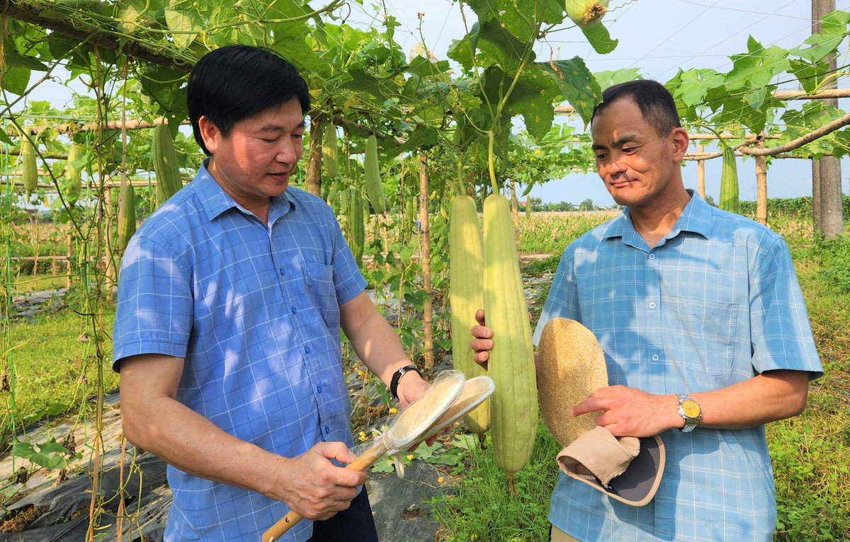 Loai qua bo duong, o Nghe An de gia moi ban, tien thu deu tay