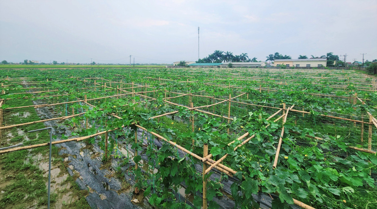 Loai qua bo duong, o Nghe An de gia moi ban, tien thu deu tay-Hinh-5