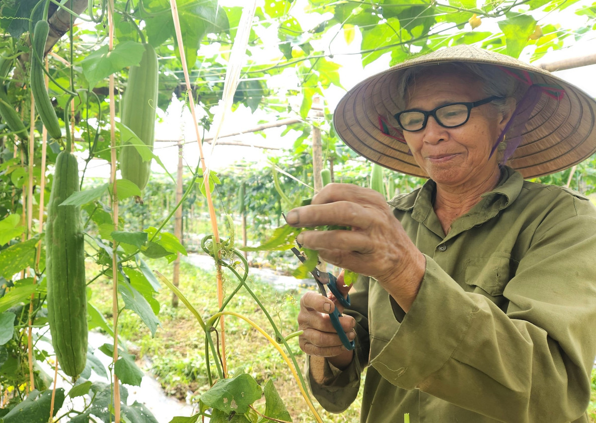 Loai qua bo duong, o Nghe An de gia moi ban, tien thu deu tay-Hinh-3