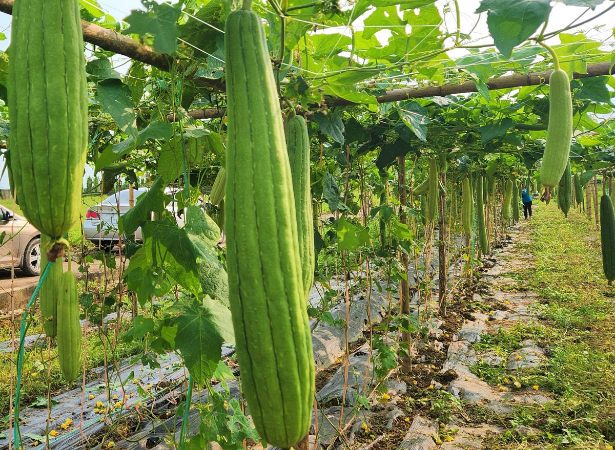 Loai qua bo duong, o Nghe An de gia moi ban, tien thu deu tay-Hinh-2