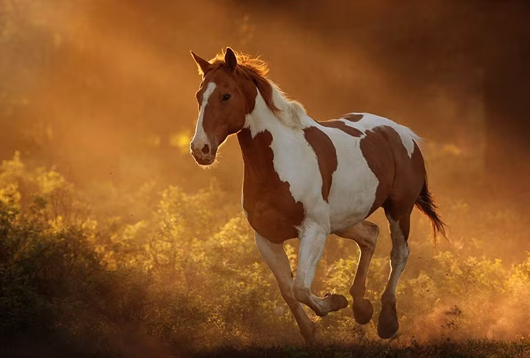  Sự nhiệt tình và năng lượng của họ sẽ thu hút nhiều bạn bè sẵn sàng giúp đỡ khi họ cần. Đồng thời, người tuổi Ngọ sẽ chú ý nhiều hơn đến sức khỏe trong năm nay, tích cực tập thể dục, duy trì thể lực tốt, tạo thêm động lực cho cuộc sống và sự nghiệp.