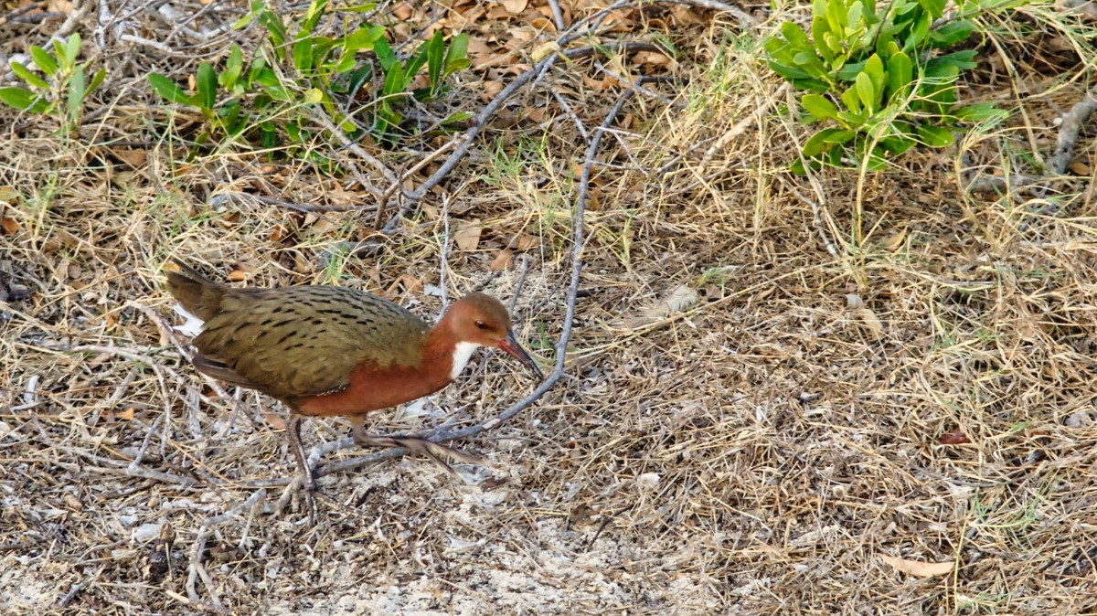 Tiến hóa lặp đi lặp lại là một trong những hiện tượng hiếm gặp nhất trong sinh học tiến hóa. Nó xảy ra khi các nhóm khác nhau của cùng một loài, do đối mặt với các điều kiện môi trường tương tự, phát triển những đặc điểm sinh học giống nhau một cách độc lập.