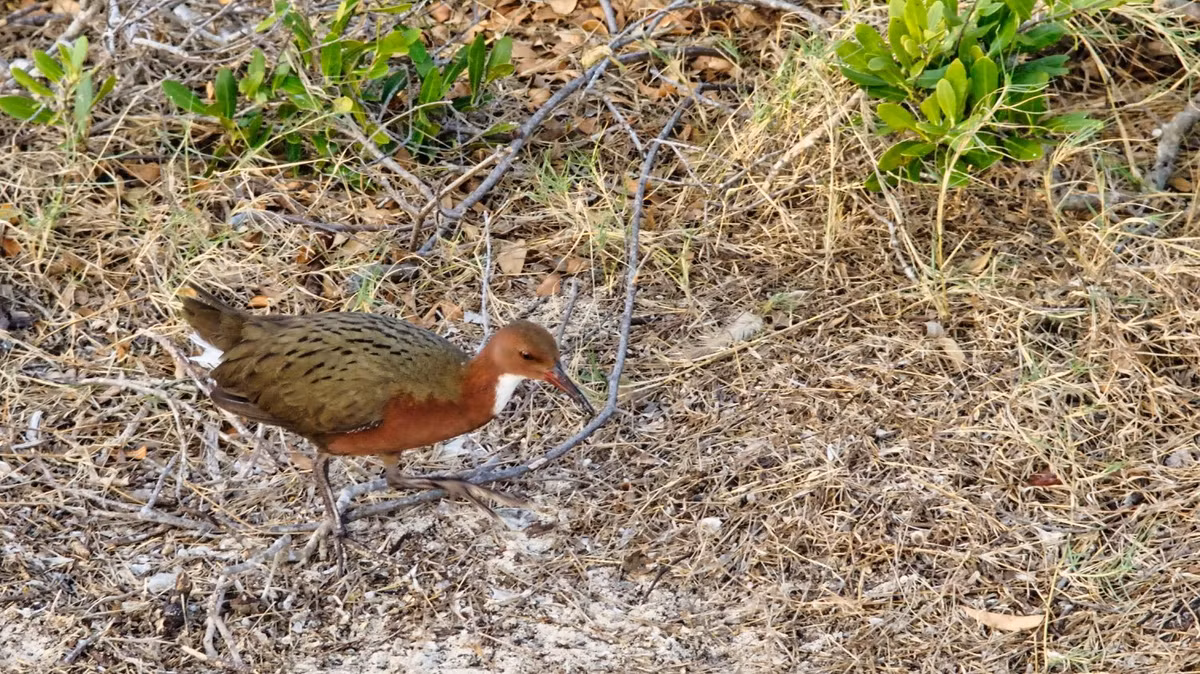 Tiến hóa lặp đi lặp lại là một trong những hiện tượng hiếm gặp nhất trong sinh học tiến hóa. Nó xảy ra khi các nhóm khác nhau của cùng một loài, do đối mặt với các điều kiện môi trường tương tự, phát triển những đặc điểm sinh học giống nhau một cách độc lập.