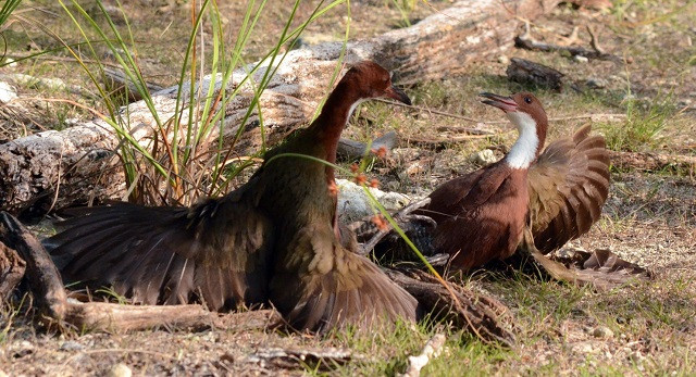 Dryolimnas cuvieri từ Madagascar hoặc châu Phi lại di cư đến đây, tiếp tục thích nghi với cuộc sống trên đảo. Chúng lại dần dần mất đi khả năng bay, một lần nữa tiến hóa thành loài chim không biết bay giống hệt những sinh vật cổ đại đã từng bị xóa sổ trước đó.