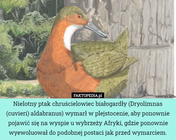 Sự tái sinh của Dryolimnas cuvieri cho thấy rằng tiến hóa lặp đi lặp lại không chỉ là một hiện tượng kỳ lạ, mà còn là một minh chứng cho sức sống bền bỉ và sự linh hoạt đáng kinh ngạc của tự nhiên.