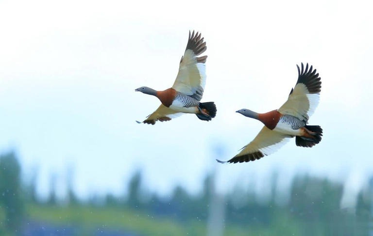 Khoảng 200.000 năm trước, tổ tiên của Dryolimnas cuvieri đã di cư từ Madagascar hoặc lục địa châu Phi đến đảo Aldabra. Sau một thời gian dài sinh sống trong một môi trường mới không có động vật săn mồi lớn, chúng dần mất đi nhu cầu bay và tiến hóa thành một loài chim không biết bay.