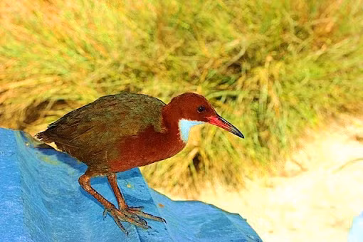 Quá trình này không phải là một sự hồi sinh theo nghĩa sinh học thông thường, mà là một minh chứng hoàn hảo cho hiện tượng tiến hóa lặp đi lặp lại – khi một loài có thể xuất hiện trở lại mà không cần một quần thể còn sót lại nào của tổ tiên.