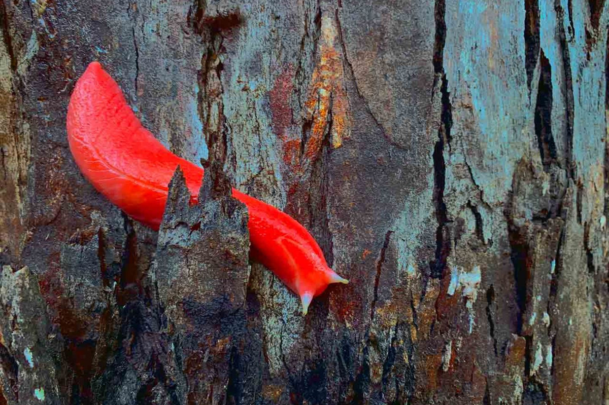 Một khả năng khác là màu sắc rực rỡ này hoạt động như một dạng aposematism – cơ chế cảnh báo kẻ săn mồi rằng chúng có thể không ngon miệng hoặc thậm chí độc hại. Tuy nhiên, hiện tại chưa có nghiên cứu nào xác nhận liệu sên hồng Kaputar có thực sự mang độc tố hay không.