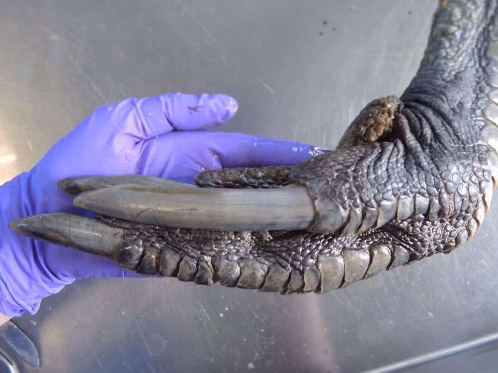 Bàn chân của nó có những móng vuốt cực nhọn. Móng của ngón chân giữa có thể dài tới 125mm. Những móng vuốt này cực kỳ đáng sợ khi chúng dùng chân để đá người và vật. Nếu bị chúng tấn công, nạn nhân nếu không tử vong thì cũng rất nghiêm trọng.