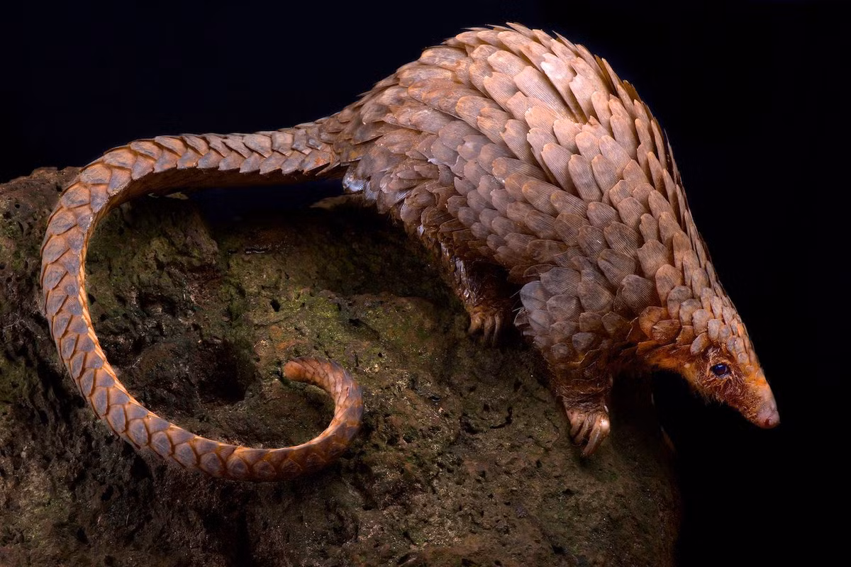 Những sinh vật kỳ lạ mang lớp giáp vảy cứng cáp chậm rãi di chuyển trên nền đất phủ đầy lá mục với hình dáng trông như những quả nón thông biết đi đang lặng lẽ săn mồi giữa bóng tối. Chúng là những con tê tê. Ảnh: Science Direct