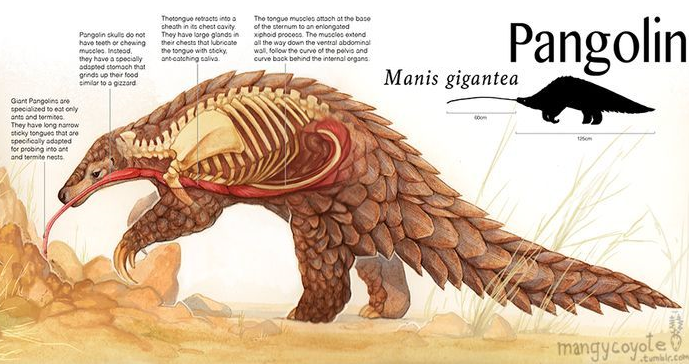 Khi các cơ dạ dày co bóp, hạt thạch anh này quay với tốc độ cao dưới áp suất lên đến 300 kPa, tạo ra lực tương đương với máy nghiền bi công nghiệp. Tê tê có thể nghiền nát một mảnh thủy tinh dày 5 mm thành bột có kích thước hạt dưới 0,1 mm chỉ trong vòng hai giờ. Ảnh: Manycyote