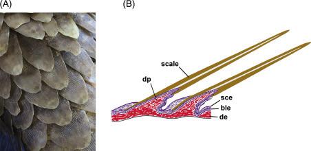 Lớp hạ bì ngay bên dưới lớp vảy của tê tê chứa đầy các rãnh chuyển hướng siêu nhỏ. Các rãnh này giúp chuyển đổi tác động từ bên ngoài thành tín hiệu điện sinh học, kích thích hoạt động của hệ tiêu hóa. Ảnh: Science Direct