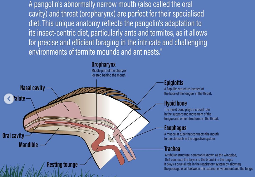 Để hấp thụ đủ chất dinh dưỡng từ những con mồi nhỏ bé này, tổ tiên của tê tê đã trải qua quá trình tiến hóa kéo dài hơn 40 triệu năm. Ban đầu, chúng phát triển thực quản tiết ra chất nhầy có tính axit để làm mềm chitin. Ảnh: Science Direct