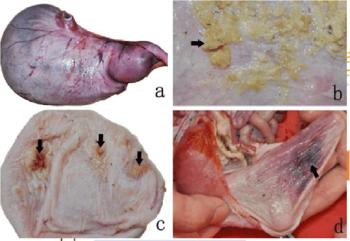 Bên trong dạ dày các viên đá nhỏ mà con tê tê đã nuốt, các nhà khoa học nhận thấy bề mặt của chúng có những vết xước xoắn ốc, giống hệt như các viên bi kim loại sau khi trải qua quá trình bị nghiền trong một máy mài công nghiệp. Ảnh: Science Direct