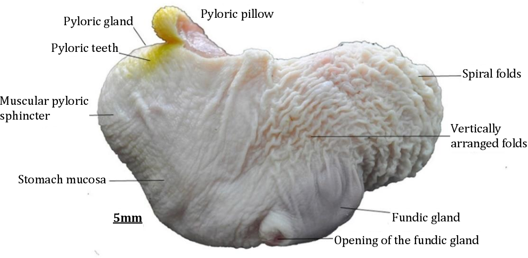 Năm 2015, khi kiểm tra một con tê tê Nam Phi vô tình nuốt phải những vật thể lạ, một bác sĩ thú y tên Lucy đã phát hiện thành dạ dày của nó dày đến 3,8 cm. Điều này đã làm thay đổi nhận thức khoa học về loài tê tê. Ảnh: Science Direct