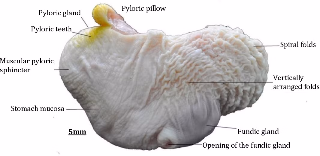 Năm 2015, khi kiểm tra một con tê tê Nam Phi vô tình nuốt phải những vật thể lạ, một bác sĩ thú y tên Lucy đã phát hiện thành dạ dày của nó dày đến 3,8 cm. Điều này đã làm thay đổi nhận thức khoa học về loài tê tê. Ảnh: Science Direct